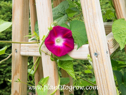 Crimson Rambler Morning Glory (Ipomoea)